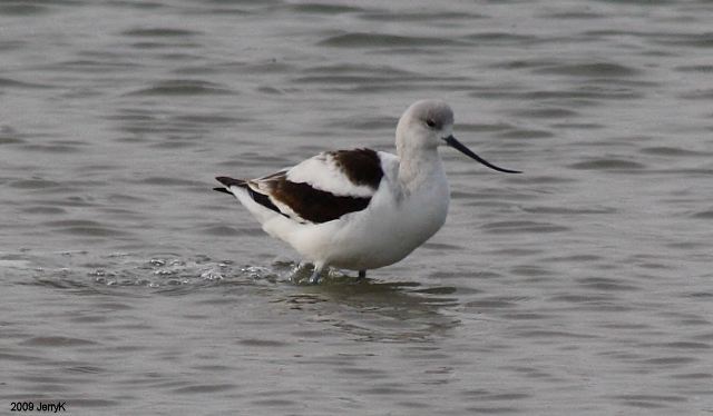 American Avocet